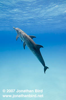 Atlantic Spotted Dolphin [Stenella frontalis]