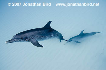 Atlantic Spotted Dolphin [Stenella frontalis]