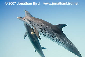 Atlantic Spotted Dolphin [Stenella frontalis]