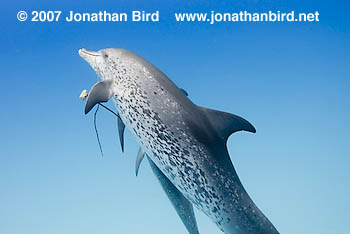 Atlantic Spotted Dolphin [Stenella frontalis]