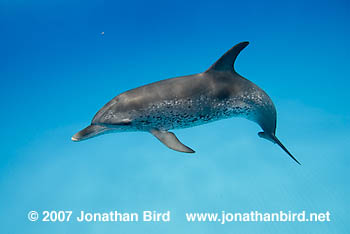 Atlantic Spotted Dolphin [Stenella frontalis]