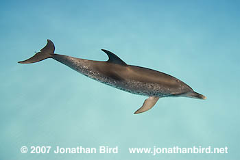 Atlantic Spotted Dolphin [Stenella frontalis]