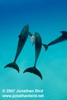 Atlantic Spotted Dolphin [Stenella frontalis]