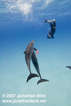 Atlantic Spotted Dolphin [Stenella frontalis]