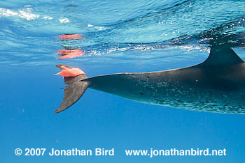 Atlantic Spotted Dolphin [Stenella frontalis]