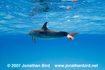 Atlantic Spotted Dolphin [Stenella frontalis]