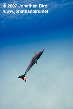 Atlantic Spotted Dolphin [Stenella frontalis]