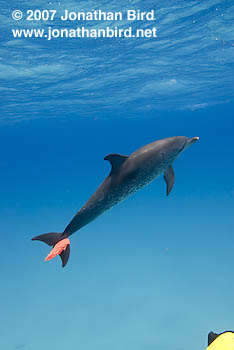 Atlantic Spotted Dolphin [Stenella frontalis]