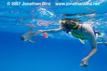 Atlantic Spotted Dolphin [Stenella frontalis]