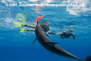 Atlantic Spotted Dolphin [Stenella frontalis]