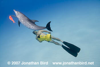 Atlantic Spotted Dolphin [Stenella frontalis]