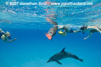 Atlantic Spotted Dolphin [Stenella frontalis]