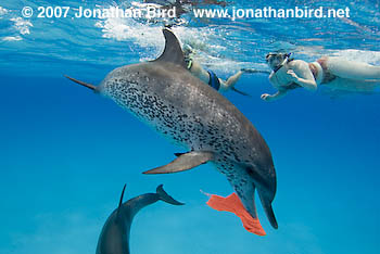 Atlantic Spotted Dolphin [Stenella frontalis]