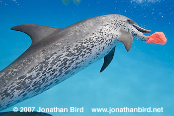 Atlantic Spotted Dolphin [Stenella frontalis]