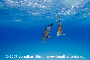 Bottlenosed Dolphin [Tursiops truncatus]