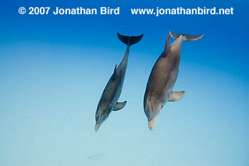 Bottlenosed Dolphin [Tursiops truncatus]