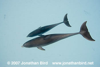 Bottlenosed Dolphin [Tursiops truncatus]