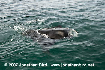 Atlantic Manta Ray [Manta birostris]