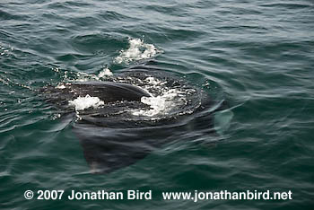 Atlantic Manta Ray [Manta birostris]