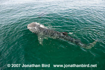 Whale Shark [Rhincodon typus]