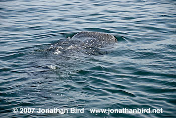 Whale Shark [Rhincodon typus]