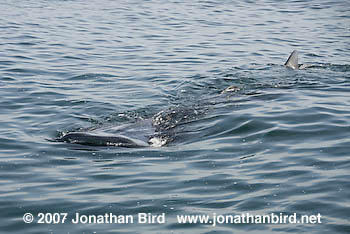 Whale Shark [Rhincodon typus]