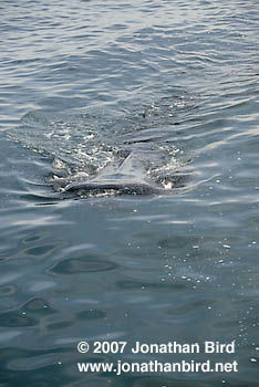 Whale Shark [Rhincodon typus]