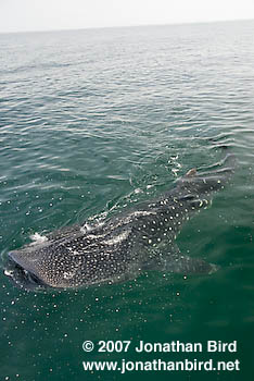 Whale Shark [Rhincodon typus]