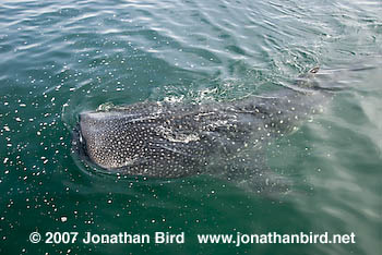 Whale Shark [Rhincodon typus]