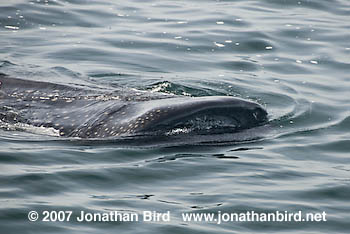 Whale Shark [Rhincodon typus]