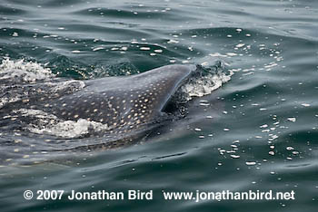 Whale Shark [Rhincodon typus]