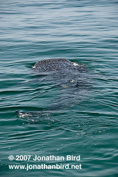 Whale Shark [Rhincodon typus]