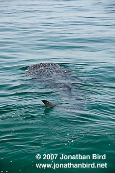 Whale Shark [Rhincodon typus]