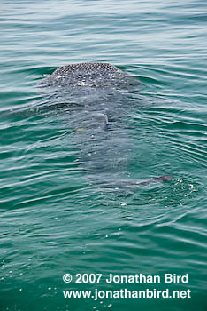 Whale Shark [Rhincodon typus]