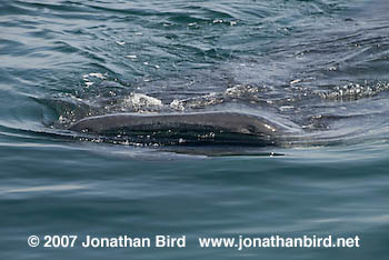 Whale Shark [Rhincodon typus]