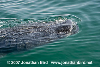 Whale Shark [Rhincodon typus]