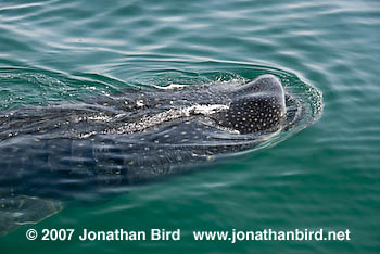 Whale Shark [Rhincodon typus]