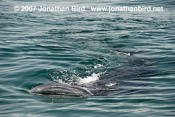 Whale Shark [Rhincodon typus]