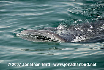 Whale Shark [Rhincodon typus]