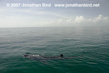 Whale Shark [Rhincodon typus]