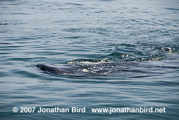 Whale Shark [Rhincodon typus]