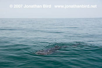 Whale Shark [Rhincodon typus]