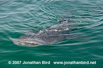 Whale Shark [Rhincodon typus]