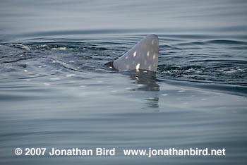 Whale Shark [Rhincodon typus]