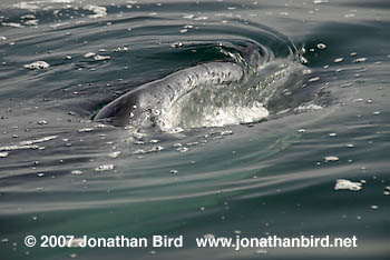 Whale Shark [Rhincodon typus]