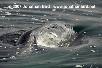 Whale Shark [Rhincodon typus]