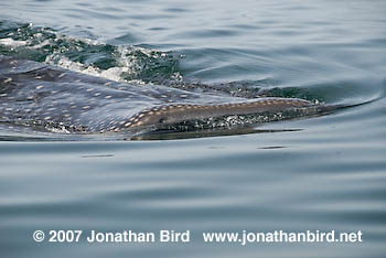 Whale Shark [Rhincodon typus]