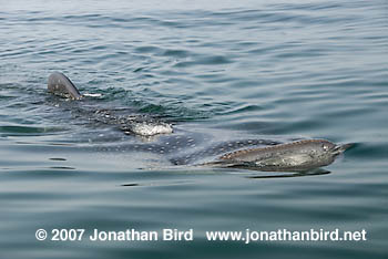 Whale Shark [Rhincodon typus]