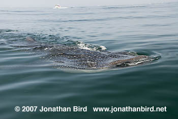 Whale Shark [Rhincodon typus]