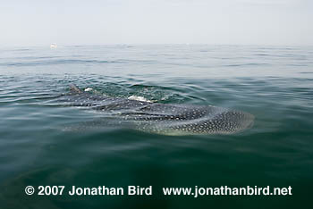 Whale Shark [Rhincodon typus]